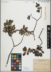 Foto von Salix myrsinifolia Salisb.